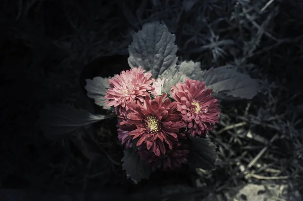 Λουλούδια Στο Σχεδιασμό Των Φυσικών Σκούρων Τόνων — Φωτογραφία Αρχείου