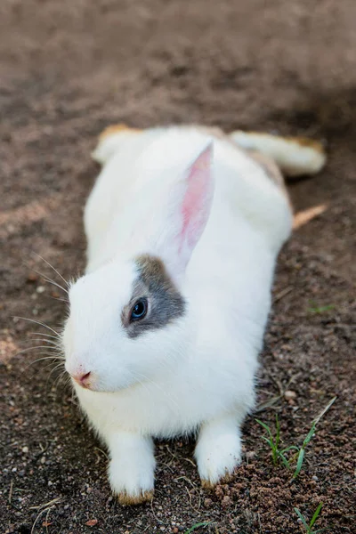 コットンテールウサギ庭で草を食べるウサギ — ストック写真