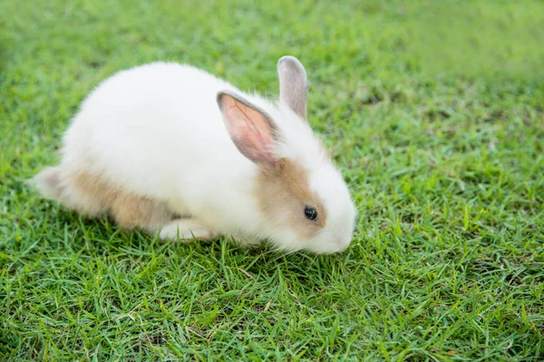 Bomullskanin Kanin Äter Gräs Trädgården — Stockfoto