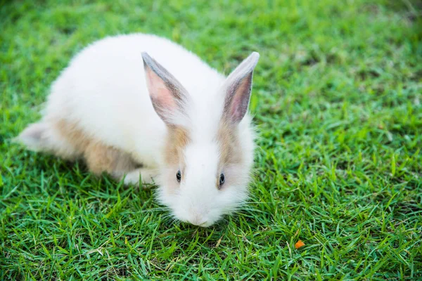 Baumwollkaninchen Frisst Gras Garten — Stockfoto