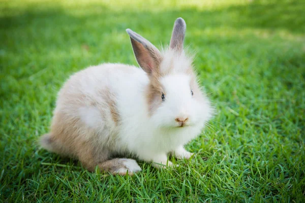 Pamuk Kuyruklu Tavşan Bahçede Yiyor — Stok fotoğraf