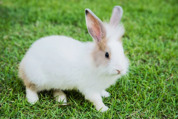 Baumwollkaninchen Frisst Gras Garten — Stockfoto