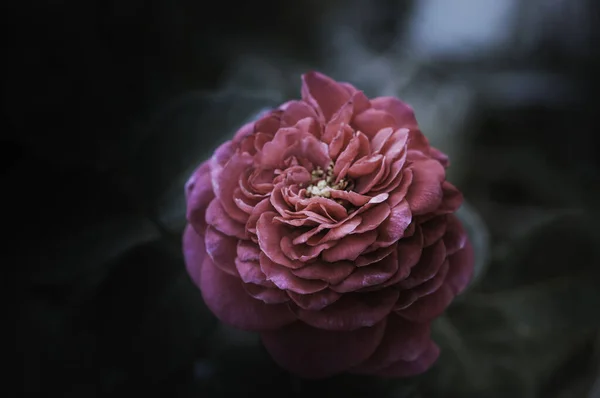 Τριαντάφυλλο Λουλούδια Στο Σχεδιασμό Των Φυσικών Σκούρο Τόνους — Φωτογραφία Αρχείου