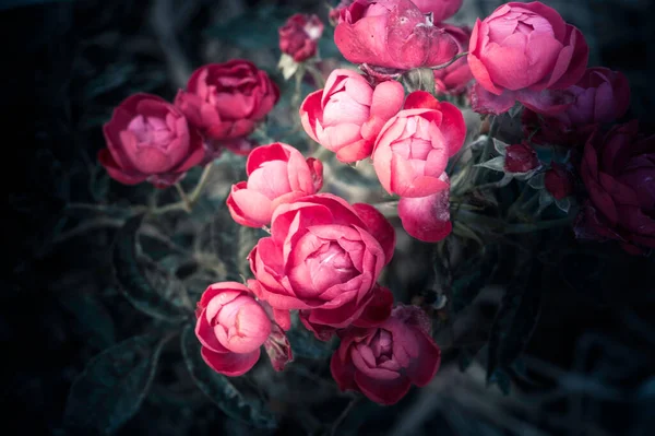 Gül Çiçekleri Doğal Koyu Tonların Dizaynında — Stok fotoğraf