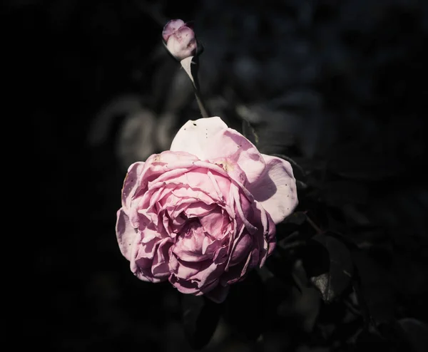 Rose Fiori Nella Progettazione Toni Scuri Naturali — Foto Stock