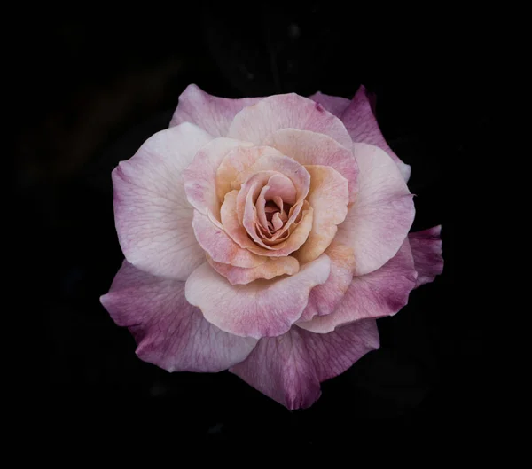 Gül Çiçekleri Doğal Koyu Tonların Dizaynında — Stok fotoğraf