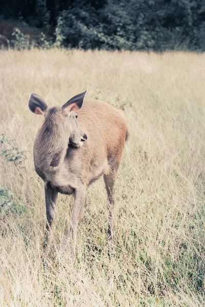 Deer Fawn Standing Tall Grass — Stock Photo, Image