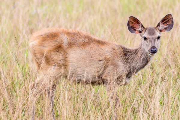 Cervo Cerbiatto Piedi Erba Alta — Foto Stock