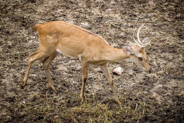 Brown Deer Park Jest Otwarty Tło Gleby Trawy — Zdjęcie stockowe