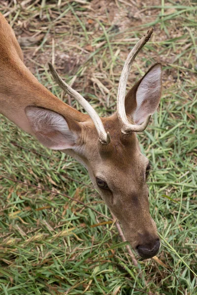 Brown Deer Park Aperto Terreno Fondo Erba — Foto Stock