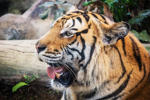 Divoké Tygr Pozemní Černé Pozadí Krásné Světlo Detailní Záběr Tvář — Stock fotografie