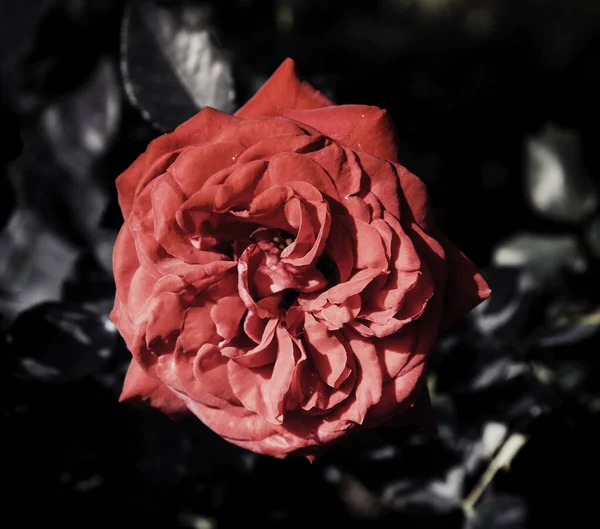 Rose Fiori Nella Progettazione Toni Scuri Naturali — Foto Stock