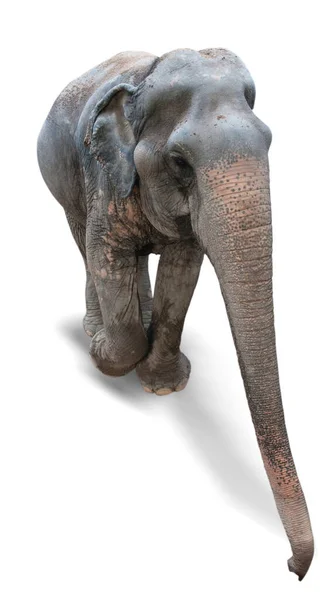 Elefante Ásia Fundo Branco — Fotografia de Stock