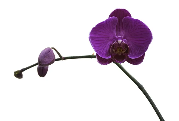 Rosa Flor Orquídea Rayada Aislada — Foto de Stock