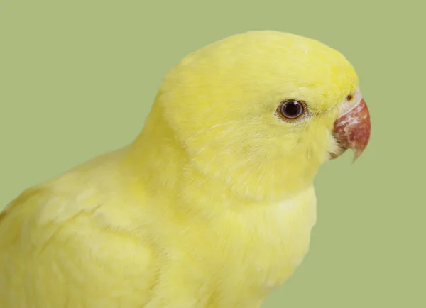 Vackra Pet Papegoja Färgglada Macaw Fågel — Stockfoto