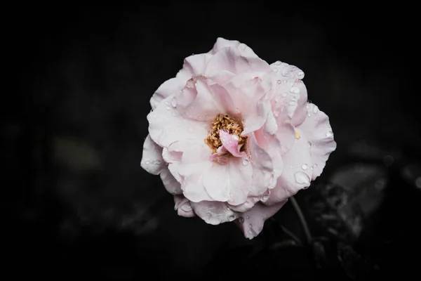 Rose Vintage Blumen Warmen Tönen — Stockfoto