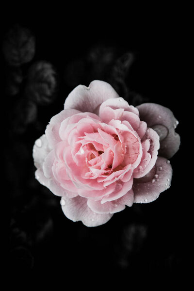 Rose Vintage Flowers In warm tones