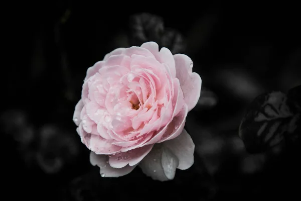 Τριαντάφυλλο Vintage Λουλούδια Ζεστούς Τόνους — Φωτογραφία Αρχείου