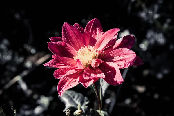 Λουλούδια Στο Σχεδιασμό Των Φυσικών Σκουρόχρωμων Τόνων Εικόνα Είναι Τέχνη — Φωτογραφία Αρχείου