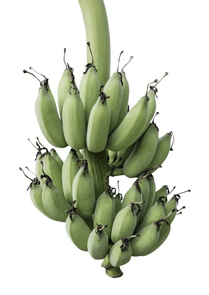 Неспелые Бананы Джунглях Крупным Планом — стоковое фото