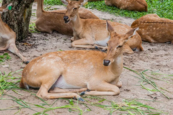 Buck Cervo Con Cervo Natura — Foto Stock