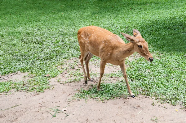 Cerf Virginie Avec Cerf Dans Nature — Photo