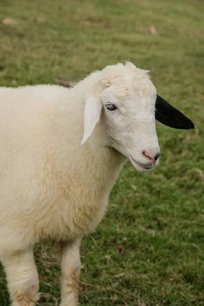 Sheep Portrait Close Face Sheep Rural Livestock Farm — Stock Photo, Image