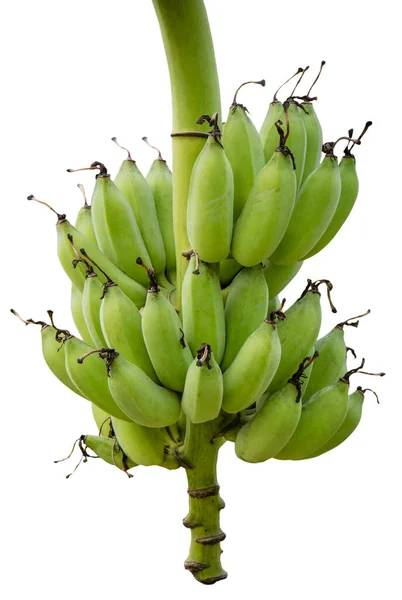 Unreife Bananen Dschungel Aus Nächster Nähe — Stockfoto