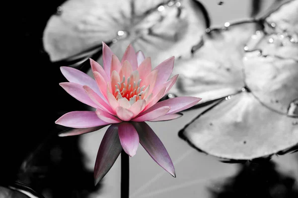 Lotus Flower Pond Saturated Colors Vibrant Detail Make Almost Surreal — Stock Photo, Image