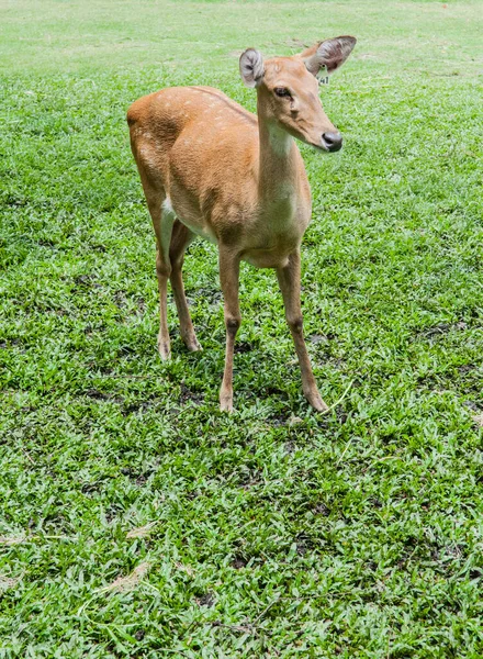 Buck Cervo Con Cervo Natura — Foto Stock