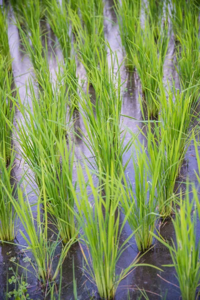 Paddy Jasmínová Rýže Farma Thajsku — Stock fotografie