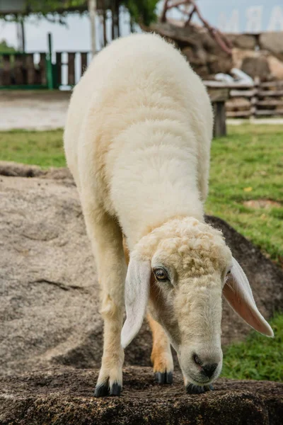 Sheep Portrait Close Face Sheep Rural Livestock Farm — Stock Photo, Image