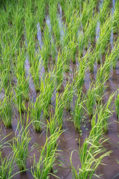 Tayland 'da Paddy Jasmine pirinç çiftliği