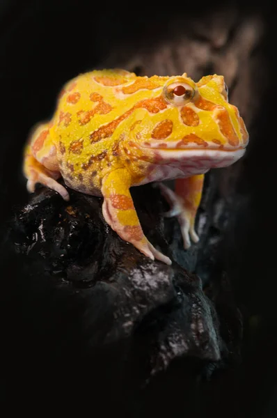 Argentinischer Gehörnter Frosch Oder Pac Man Frosch Ist Die Häufigste — Stockfoto