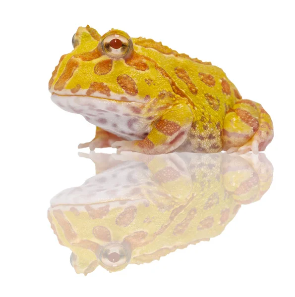 Arjantinli boynuzlu kurbağa üzerinde beyaz izole, ceratophrys ornata,