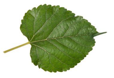 Yaprak yeşili makro dekorasyon.