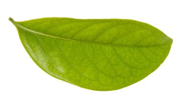 Yaprak yeşili makro dekorasyon.