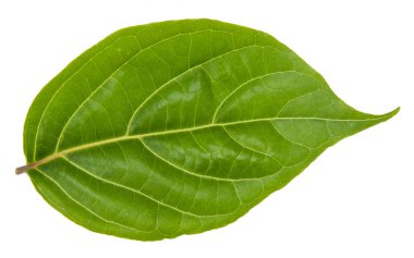 Yaprak yeşili makro dekorasyon.