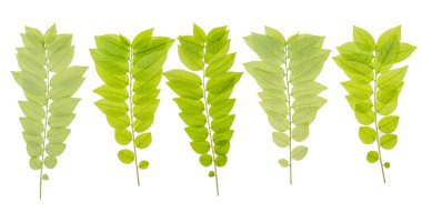 Yaprak yeşili makro dekorasyon.