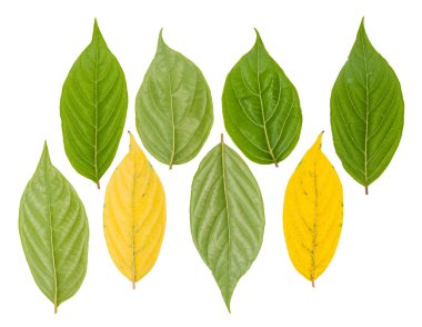 Yaprak yeşili makro dekorasyon.