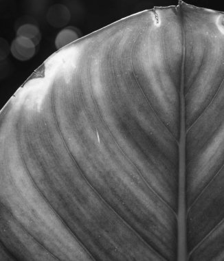 Yaprak yeşili makro dekorasyon.