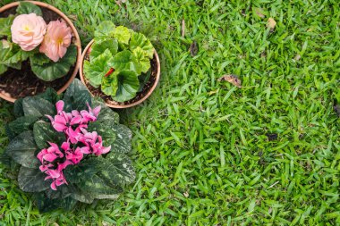 Çimenlerin üzerinde çiçek saksısı grubu