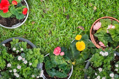 Çimenlerin üzerinde çiçek saksısı grubu