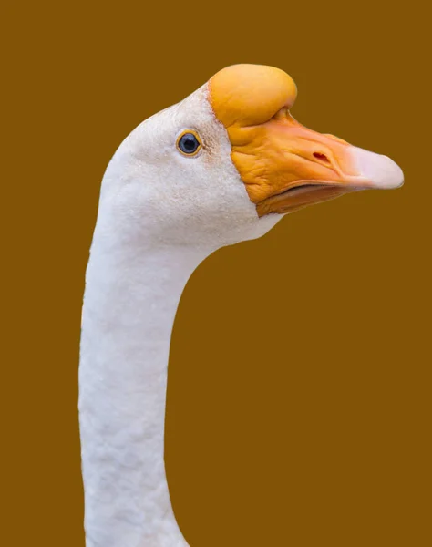 Witte Eendenbek Oranje Bruine Achtergrond — Stockfoto