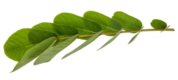 Leaf Green Leaf Macro Decoration — Stock Photo, Image