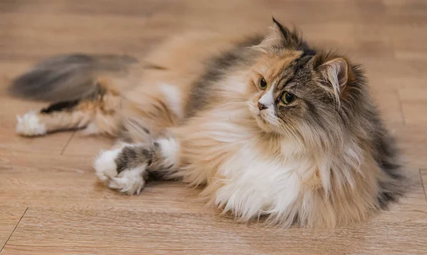 Καστανή Γούνα Γάτας Φαίνεται Όμορφη — Φωτογραφία Αρχείου