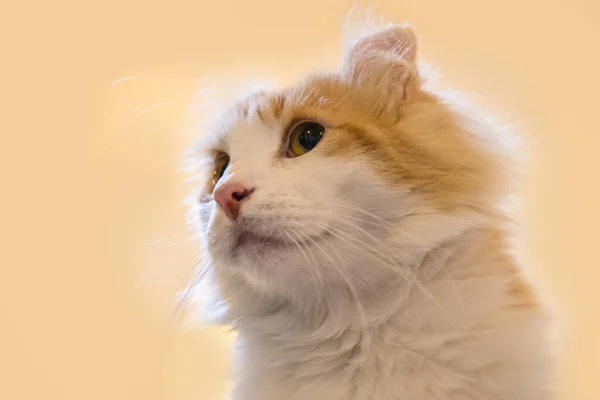 Hnědá Kočičí Srst Vypadá Nádherně — Stock fotografie