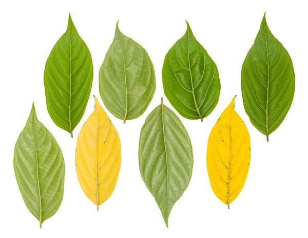 Yaprak yeşili makro dekorasyon.