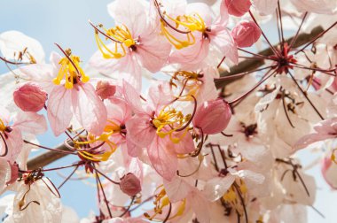 Doğal çiçek arkaplanı. Yaz gününün ortasında güneşin altında açan çiçeklerin inanılmaz doğa manzarası.. 
