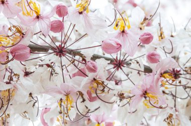 Doğal çiçek arkaplanı. Yaz gününün ortasında güneşin altında açan çiçeklerin inanılmaz doğa manzarası.. 